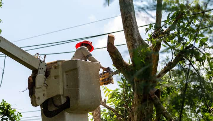 A professional in a bucket truck uses a chainsaw to cut limbs from a Milwaukee, WI tree.