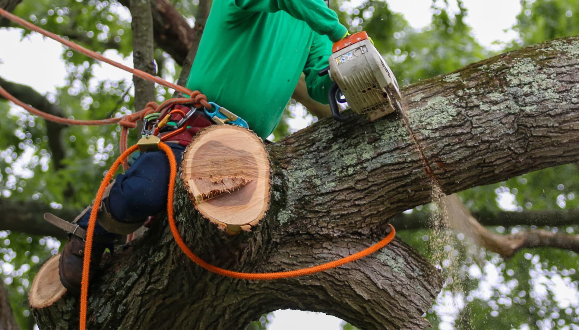 A tree removal expert uses a harness for safety while cutting a tree in a Milwaukee, WI yard.