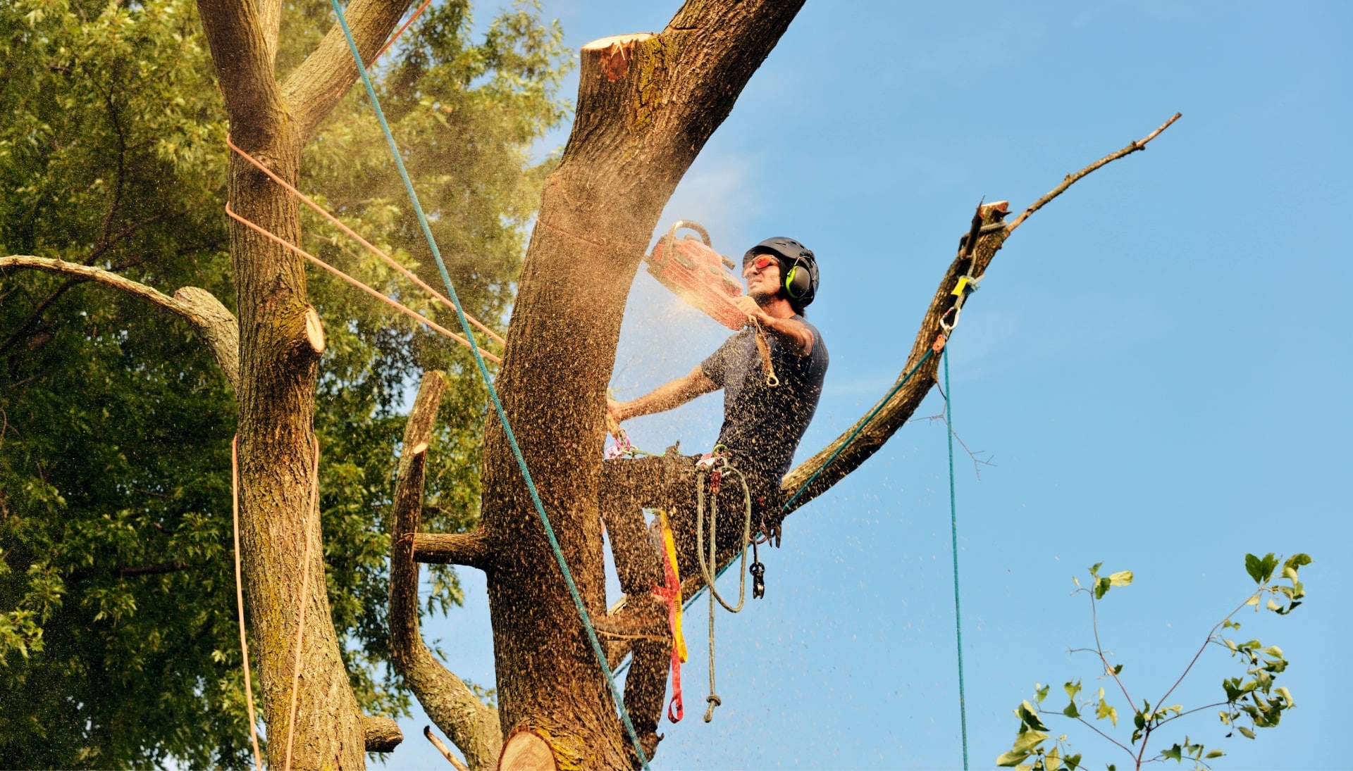 An expert tree removal technician cuts the limb off a tree on a Milwaukee, WI property.
