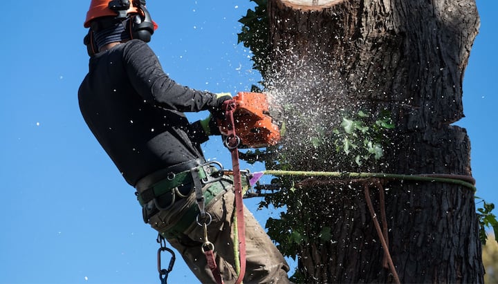 A professional tree removal expert removes a tree trunk from a Milwaukee, WI yard.